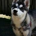 honden foto Skaraa 14,5 week (9-6-2013)