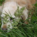 honden foto verstopt in het gras