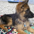 honden foto Doren aan het meer van Lac St Croix, Provence , Frankrijk, toen was ze ongeveer 4 maanden oud.