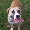 honden foto Rakky, mijn eerste woef'ke.
Hier is hij ongeveer 1jaar uit.