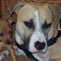 honden foto Rakky en Chibo beste vriendjes!!! Kunnen niet zonder elkaar