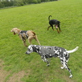 honden foto 