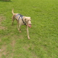 honden foto 