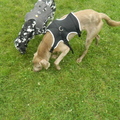 honden foto 