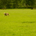 honden foto 
