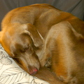 honden foto 