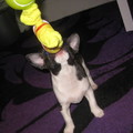 honden foto Hebbes :)