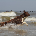 honden foto 