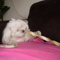 honden foto IK STOP EVEN MET KLUIVEN