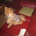 honden foto 