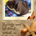 honden foto Vanmiddag naar het strand geweest, ik ging helemaal onder water, alleen mijn hoofd was nog boven water. Was leuk :)