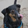 honden foto 
