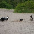 honden foto 