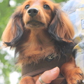 honden foto 