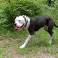 honden foto 