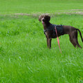 honden foto Beetje poseren hoort er af en toe ook bij he ;)   (Knardijk, 2 juli 2013)