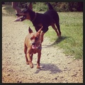 honden foto 