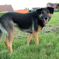 honden foto 
