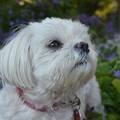 honden foto M,n lieve Chicka 7 juli 2013