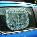 honden foto 