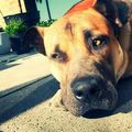 honden foto Knappe hond