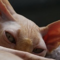 honden foto 
