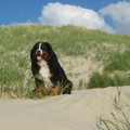 honden foto Cay.