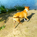 honden foto Hombeek 15/7