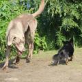 honden foto Foto gemaakt door Shauni!