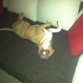 honden foto 
