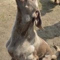 honden foto Foto gemaakt door Linneke!