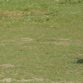 honden foto Foto gemaakt door Linneke!