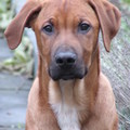 honden foto Ten, exact 16wkn. oud en net met ons mee naar huis gekomen.