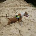 honden foto Alex wou duidelijk op de berg met de rest van de 'gevaarlijke' staffords, hij moest alleen wachten op Marie-Rose!