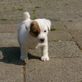 honden foto Eerste foto van Romeo als pup,
rond de 6 weken.