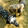 honden foto Perdie proper maken!