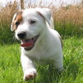 honden foto Romeo, net een dag bij mij, net 9 weken, ook in actie op het hondenspeelveld..