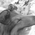 honden foto 
