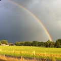 honden foto Gemaakt vanuit de auto.