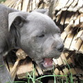 honden foto Maken jullie de schutting maar af. Ik zorg wel voor het oude puin.