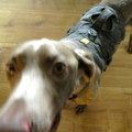 honden foto Welk kleurtje?