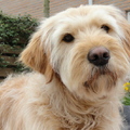 honden foto Ben ik in beeld? : - )
