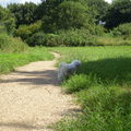 honden foto 9 AUGUSTUS 2013

M,N LIEF