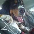 honden foto 