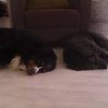 honden foto 