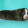 honden foto Ivy 1 week