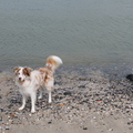 honden foto 