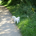 honden foto CHICKA 26 AUGUSTUS 2013