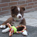 honden foto Ivy 10 weken