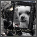 honden foto Nooit zal ik je vergeten..
